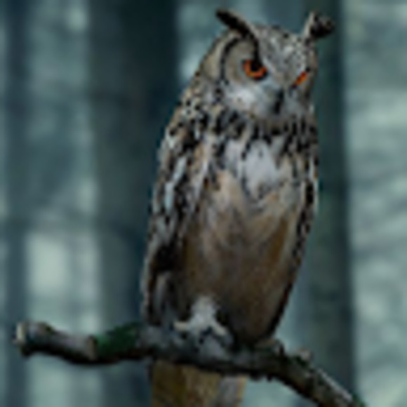 Meet your Posher, Leila - Picture 1 of 1